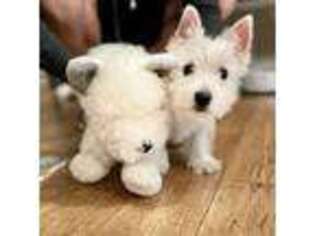 West Highland White Terrier Puppy for sale in Madera, CA, USA