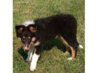 Collie Puppy for sale in Spearfish, SD, USA