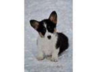 Pembroke Welsh Corgi Puppy for sale in South Glastonbury, CT, USA