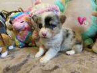 Pembroke Welsh Corgi Puppy for sale in Brighton, CO, USA