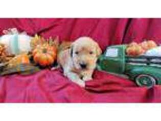 Labradoodle Puppy for sale in Colton, OR, USA