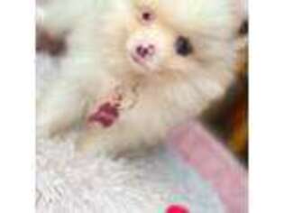 Pomeranian Puppy for sale in Honolulu, HI, USA