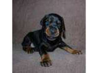 Doberman Pinscher Puppy for sale in Thornton, CO, USA