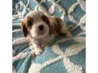 Cavalier King Charles Spaniel Puppy for sale in Jeddo, MI, USA