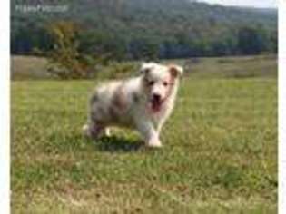 Collie Puppy for sale in Grovespring, MO, USA