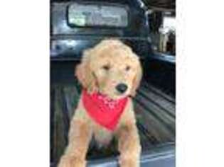 Goldendoodle Puppy for sale in Wickliffe, KY, USA