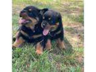 Rottweiler Puppy for sale in Como, MS, USA