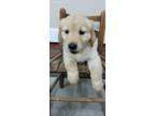 Golden Retriever Puppy for sale in Dunn, NC, USA