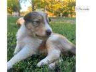 Collie Puppy for sale in Tulsa, OK, USA