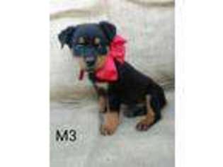 Rottweiler Puppy for sale in Sulphur Springs, TX, USA