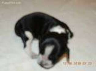 English Springer Spaniel Puppy for sale in Arvada, CO, USA