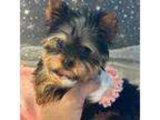 Yorkshire Terrier Puppy for sale in Torrington, CT, USA