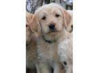 Labradoodle Puppy for sale in Janesville, IA, USA