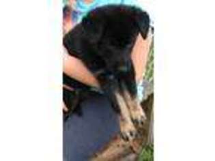 German Shepherd Dog Puppy for sale in Glade Spring, VA, USA