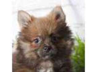 Pomeranian Puppy for sale in Red Lion, PA, USA