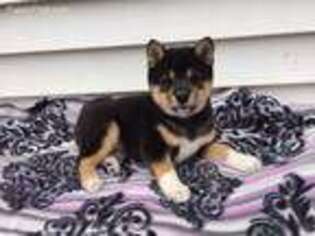 Shiba Inu Puppy for sale in Maynard, MN, USA