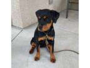 Rottweiler Puppy for sale in Bakersfield, CA, USA