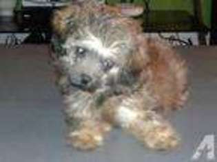 Mutt Puppy for sale in GOTHA, FL, USA