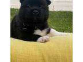 Akita Puppy for sale in Bronx, NY, USA