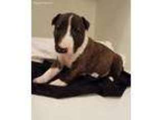 Bull Terrier Puppy for sale in Little Rock, AR, USA