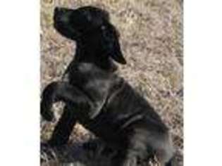 Great Dane Puppy for sale in Leonard, TX, USA