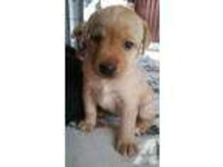 Mutt Puppy for sale in MERIDEN, MN, USA