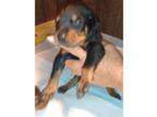 Doberman Pinscher Puppy for sale in Grovespring, MO, USA