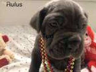 Neapolitan Mastiff Puppy for sale in Houston, TX, USA