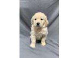 Golden Retriever Puppy for sale in Odessa, MO, USA