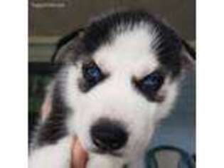 Siberian Husky Puppy for sale in Mulberry, FL, USA
