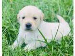 Golden Retriever Puppy for sale in Hagerstown, MD, USA