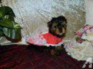 Yorkshire Terrier Puppy for sale in SAN ANTONIO, TX, USA