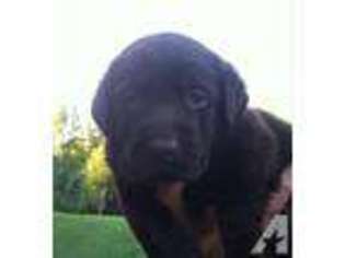 Labrador Retriever Puppy for sale in FIFE, VA, USA
