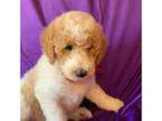 Goldendoodle Puppy for sale in Columbiana, AL, USA