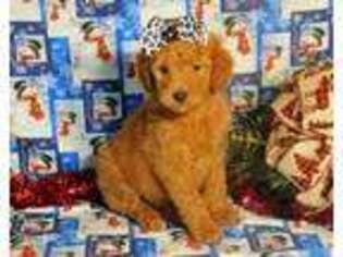 Goldendoodle Puppy for sale in Falcon, MO, USA