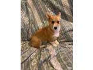 Pembroke Welsh Corgi Puppy for sale in Hunnewell, MO, USA