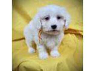 Coton de Tulear Puppy for sale in Culpeper, VA, USA