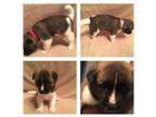 Akita Puppy for sale in Macon, GA, USA