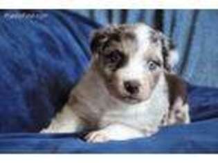 Australian Shepherd Puppy for sale in Whittemore, MI, USA