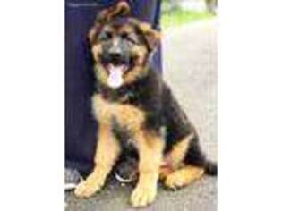 German Shepherd Dog Puppy for sale in Spanaway, WA, USA