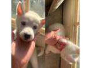 Siberian Husky Puppy for sale in Uncasville, CT, USA