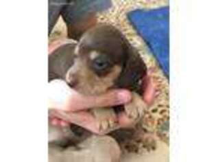 Dachshund Puppy for sale in Sacramento, CA, USA