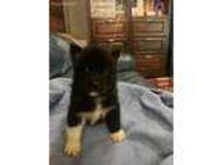 Siberian Husky Puppy for sale in Nashville, MI, USA