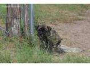 Bullmastiff Puppy for sale in George West, TX, USA