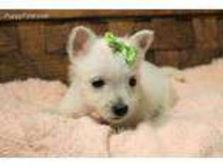 West Highland White Terrier Puppy for sale in Ruston, LA, USA