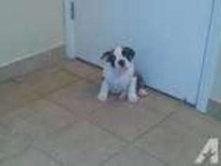Bulldog Puppy for sale in OMAHA, NE, USA