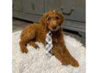 Goldendoodle Puppy for sale in Tonopah, AZ, USA