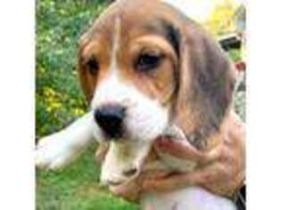 Beagle Puppy for sale in Newington, CT, USA