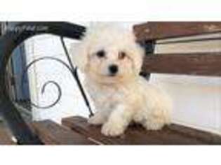 Bichon Frise Puppy for sale in Halifax, VA, USA