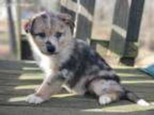 Australian Shepherd Puppy for sale in Seymour, MO, USA
